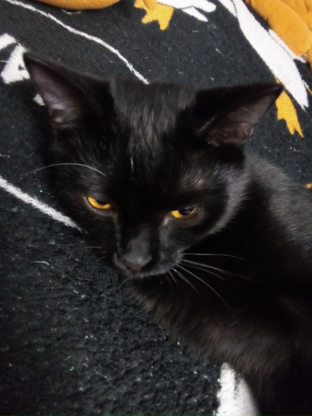 Маленький трехлапый Малевич готовится смотреть сны 💓