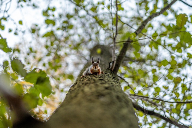 Осенние белочки из Раменского парка 🐿