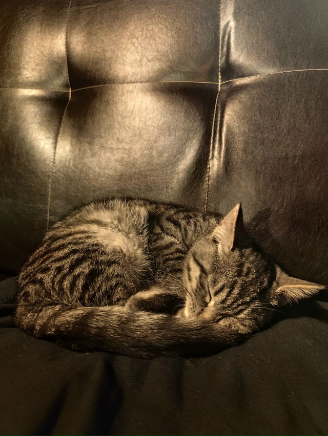 Графит ищет в Можайске новый дом и заботливых хозяев! ...