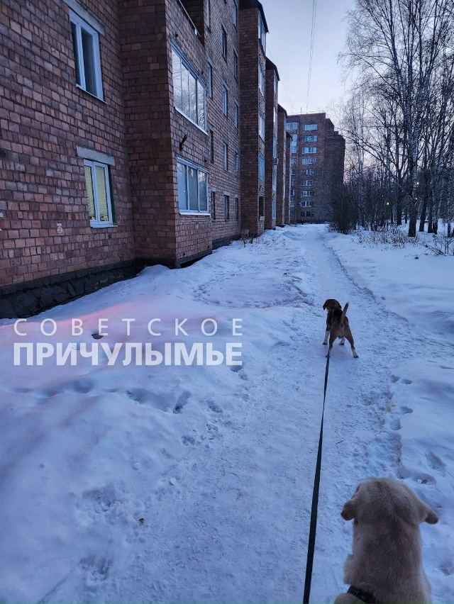 В Назарово косуля запрыгнула в окно квартиры пенсионе?...