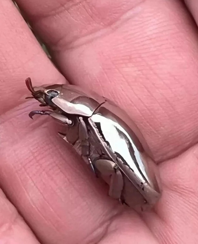 Chrysina limbata — вид жуков из семейства пластинчатоусых. Он ...