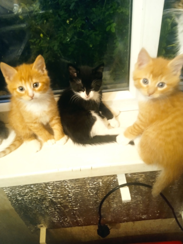 Отдам котят 8 953 528 67 33