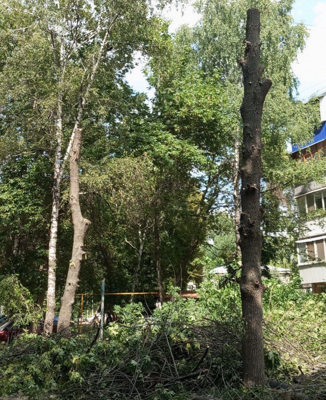 Варварская «опиловка» деревьев в Самаре.
Как написали...