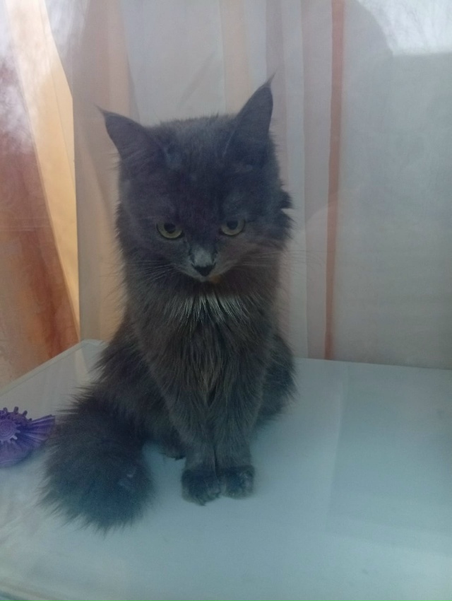 Потерялась кошка ! В районе дома Лермонтова 12. Откликае...