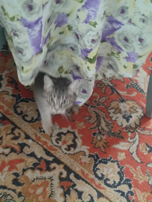 Не #мявстерская
Абрикошечка не узнает и прячитсо