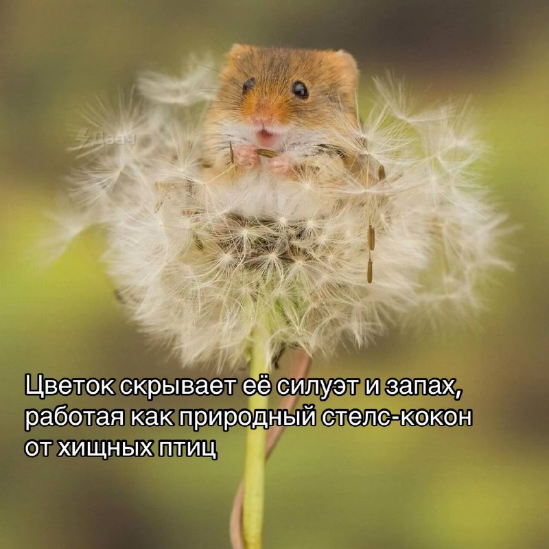 Забудьте на время обо всех плохих новостях — посмотрите интересные факты про жизнь мышки-малютки