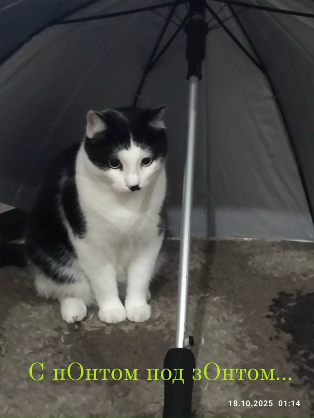 Мухе дождик не по чем...