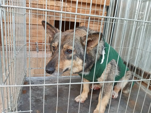 🆘️🆘️🆘️КОНОША🆘️🆘️🆘️
Собаки ждут своих хозяев...