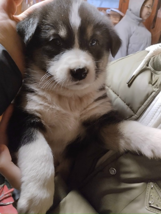 Ищем дом и добрые руки для щенков.🐕🐩🐶🐾
+7920679-34-78 Вик?...