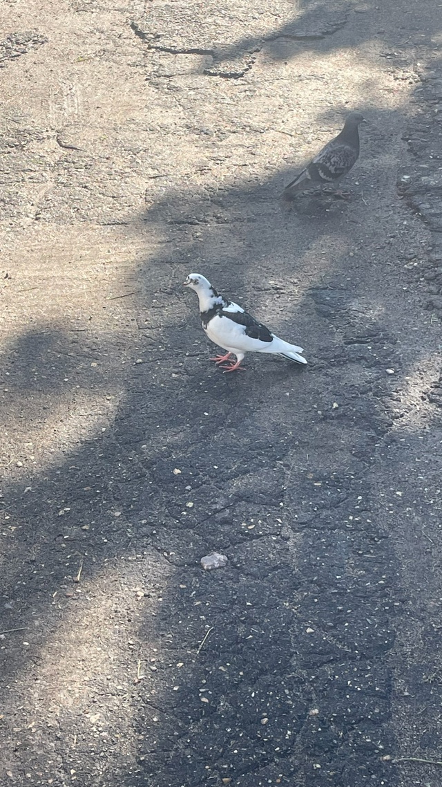 Голубей никто не терял ?