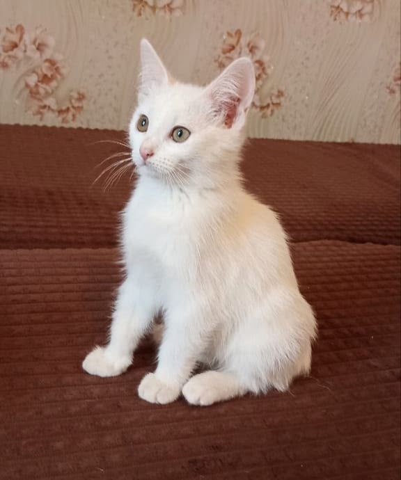 🐾 Срочно ищем любящие семьи для 3 замечательных котят!...