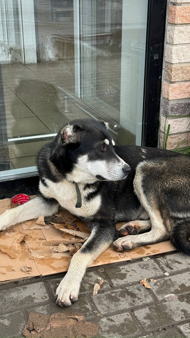 Хозяин отзовись!
П. Колюбакино!
Бегает две недели, кто-?...