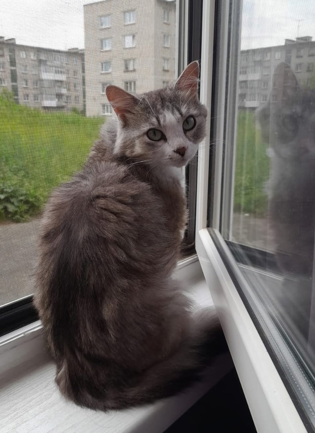 Позвольте представить ➡️ котик МАРИС 🐈.
Кот поистин?...