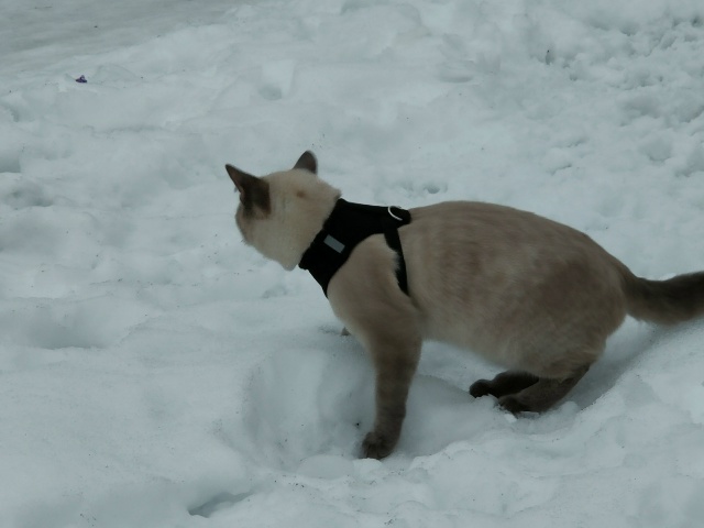 У нас потерялся кот ,  как нет его дома уже 3 недели,. Иск...