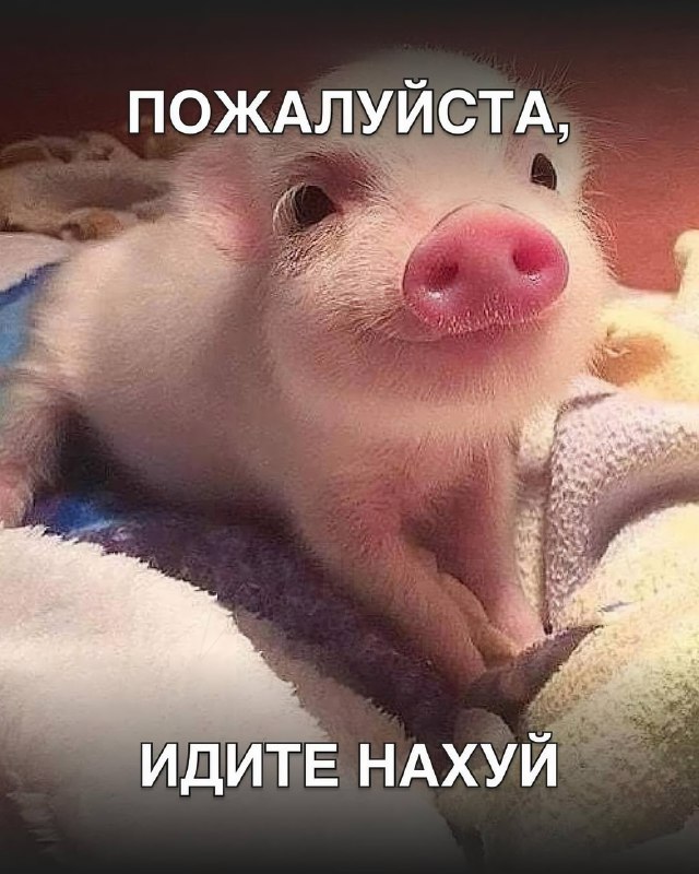 В Сети появились пикчи, которыми удобно отвечать коллегам в рабочих чатах
Они идеально подходят для