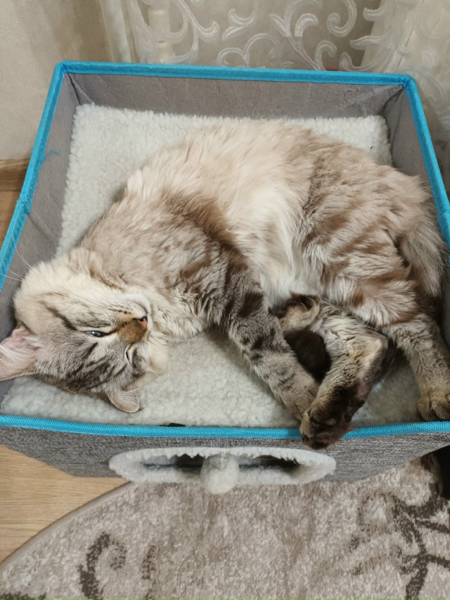 Уважаемые жители, поселка. Вчера вечером потерялся кот...