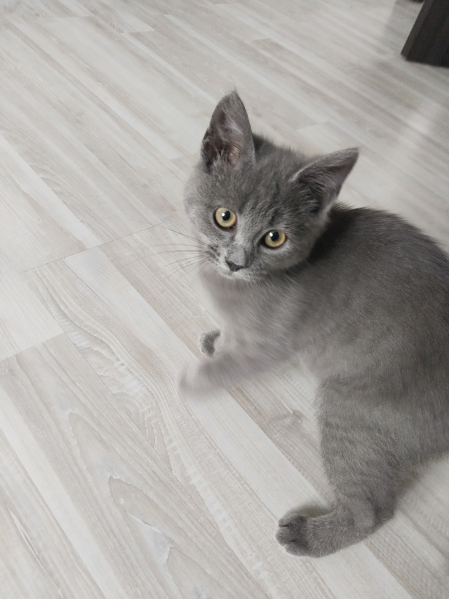 Кошечка,в добрые руки.
Тел.89875387742