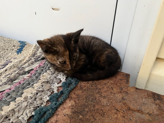 Подкинули котеночка, думаю месяца два, девочка, ручная,...
