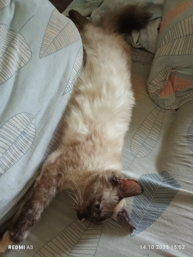 Здравствуйте кошка так и бегает одна на холоде может к?...