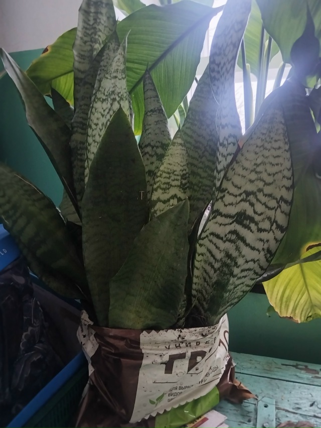 Отдам цветы Сосногорск