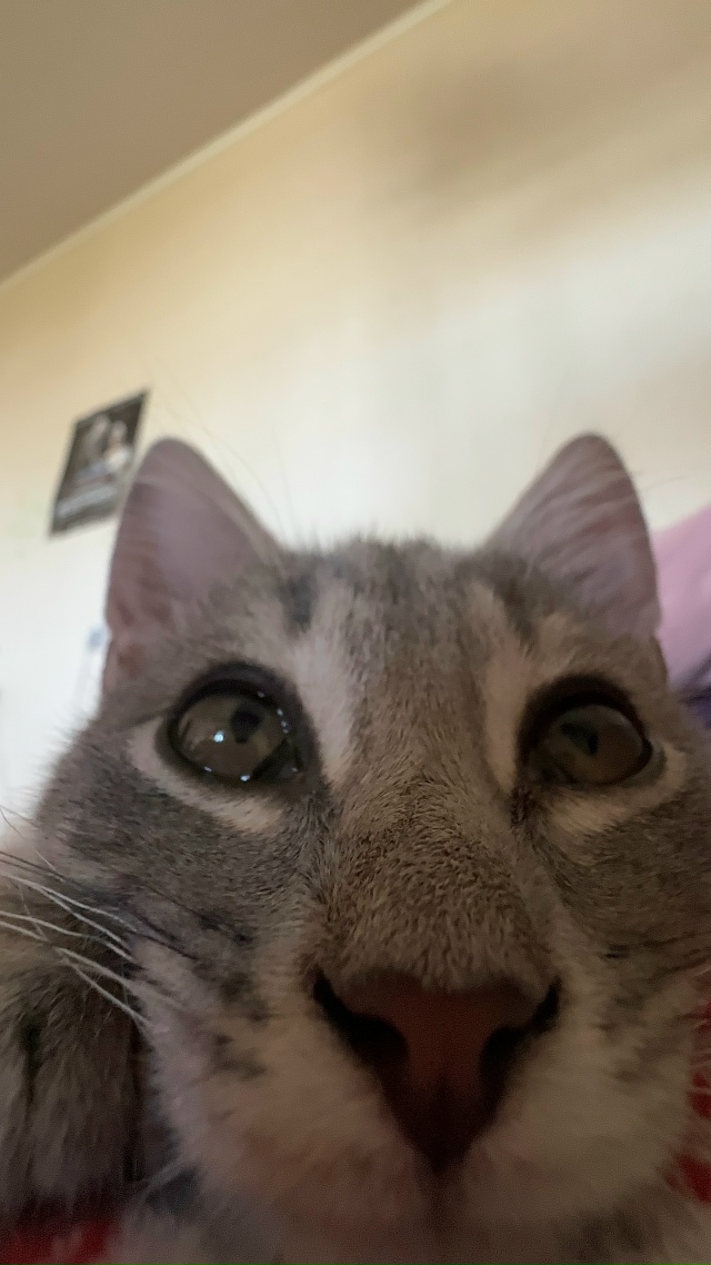 Геральт из Гая