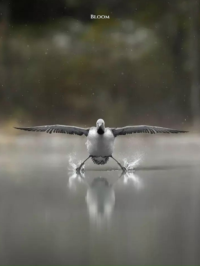 Финалисты конкурса смешных фото дикой природы 2025 — эт?...