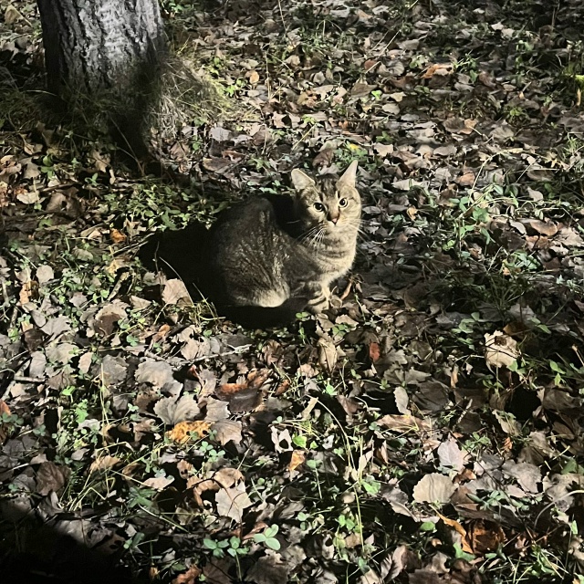 Может кто узнает своего котика? Бегает на Гагарина д. 14(...