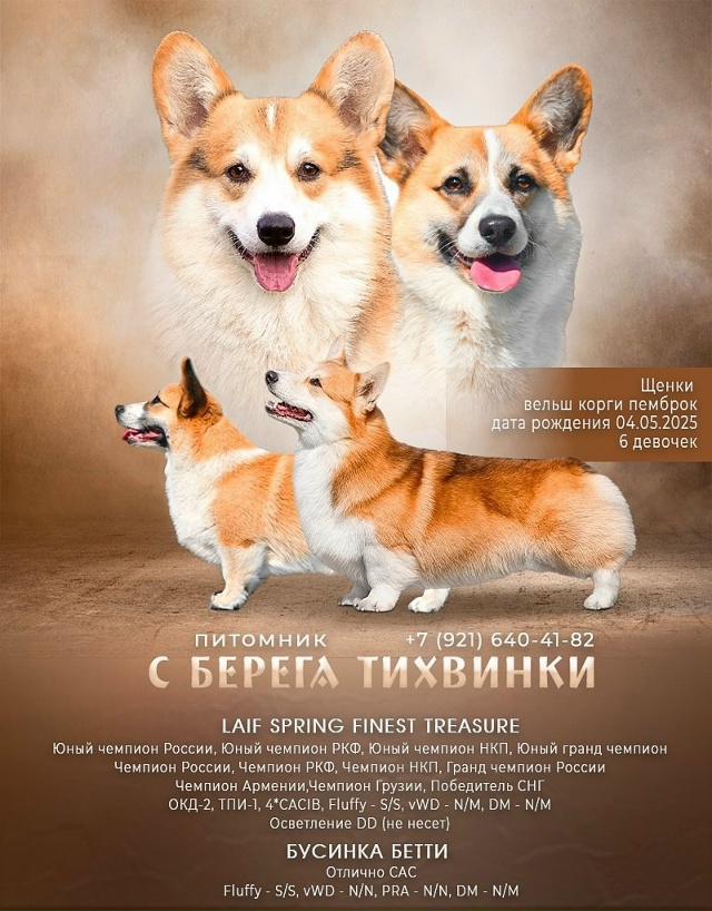 Красивые рыжебелые девочки с купироваными хвостиками ...