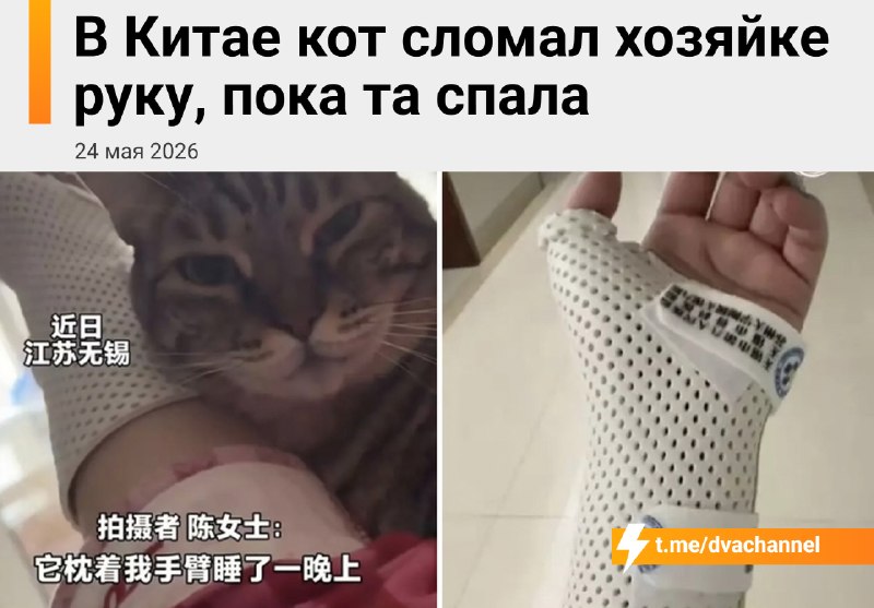 В Китае домашний кот умудрился сломать хозяйке руку, пока та спала
Питомец всю ночь пролежал на одн