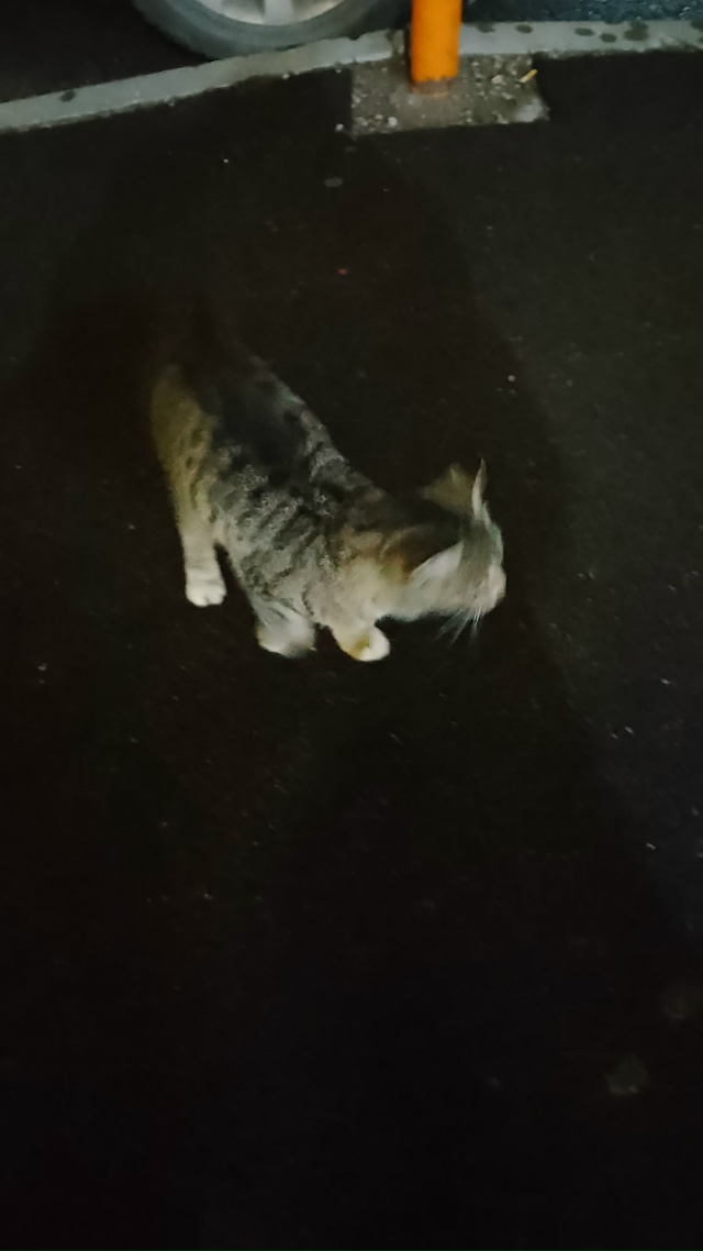 Кто потерял Катенька сидит на крыльце магазина верный