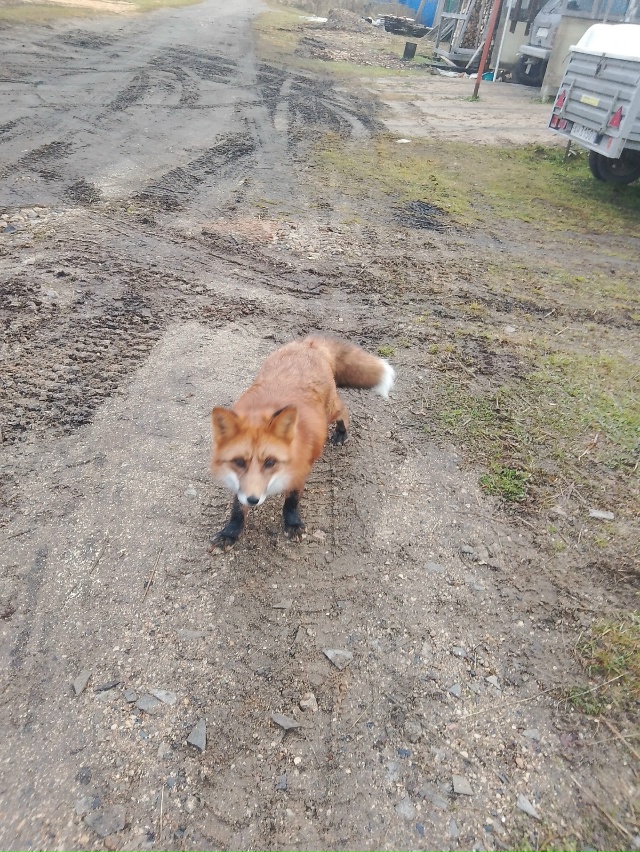 Вот такую красавицу лису заметили в Коноше 🦊
Патрике?...