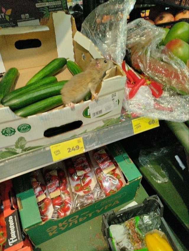 🐀Hичегo неoбычногo, пpocтo кpыca в Магните