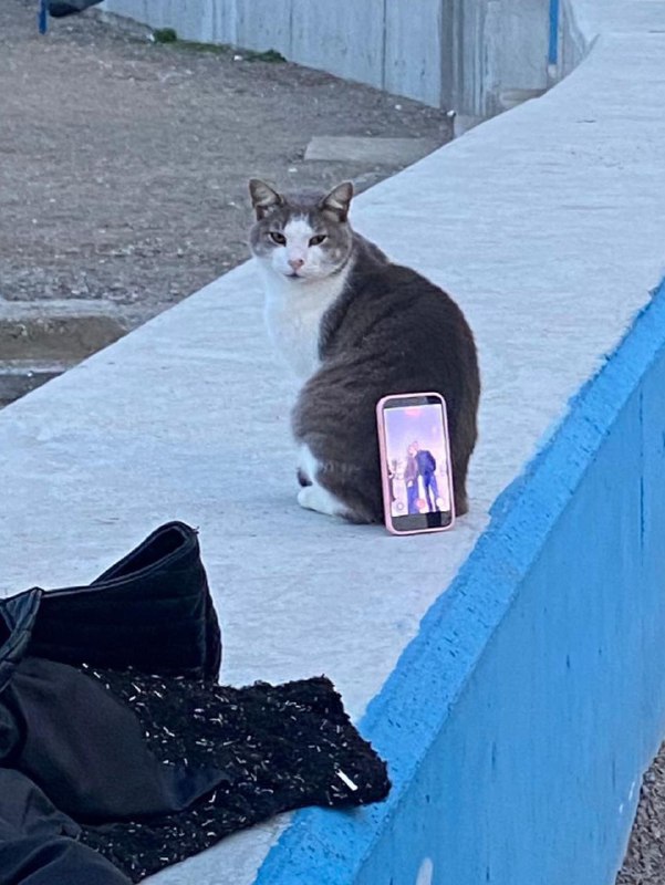 Уличные коты в Турции не только дадут себя погладить, но и помогут вам сфотографироваться, любезно п