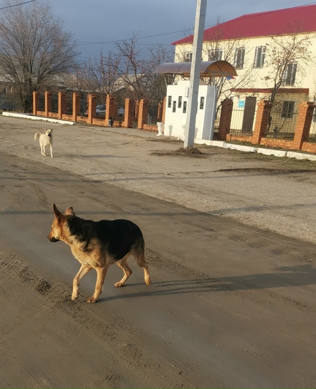 Чья красавица бегает возле военкомата? Лает на фейерве...