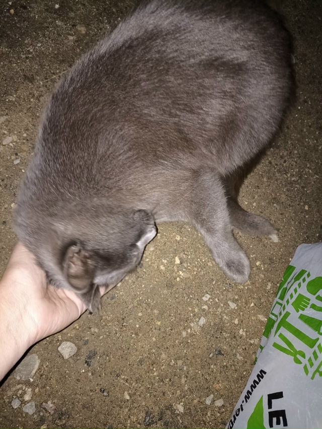 на конечной 49 на липовой появился котик или кошка. Чист...