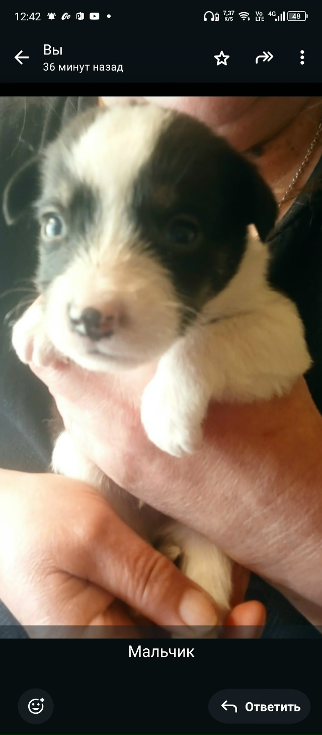 Очаровательные щенки ждут своих новых мам и пап ! Будут...