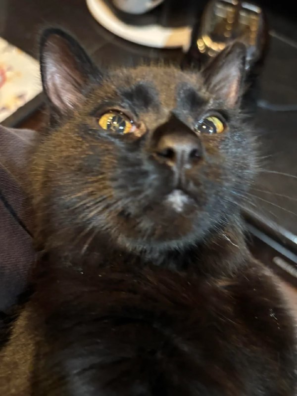 Крипота дня: кошка с «треснувшими» глазами
Пользовательница Реддита показала свою кошку с редкой вр