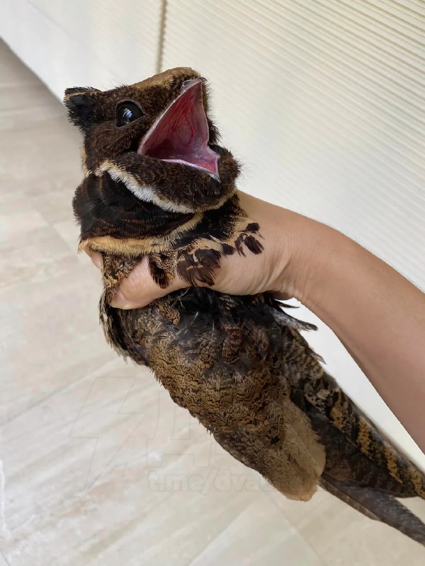 Это большой ушастый козодой — птица, которая больше всех остальных в мире похожа на дракона
Какой ж