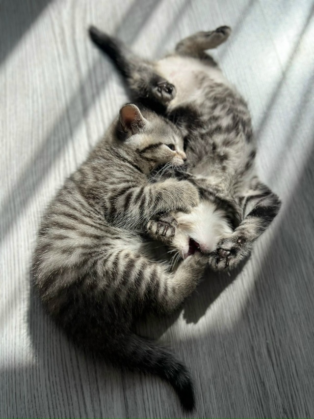 Отдам котят в добрые руки, возраст 1 месяц, кушают тольк...