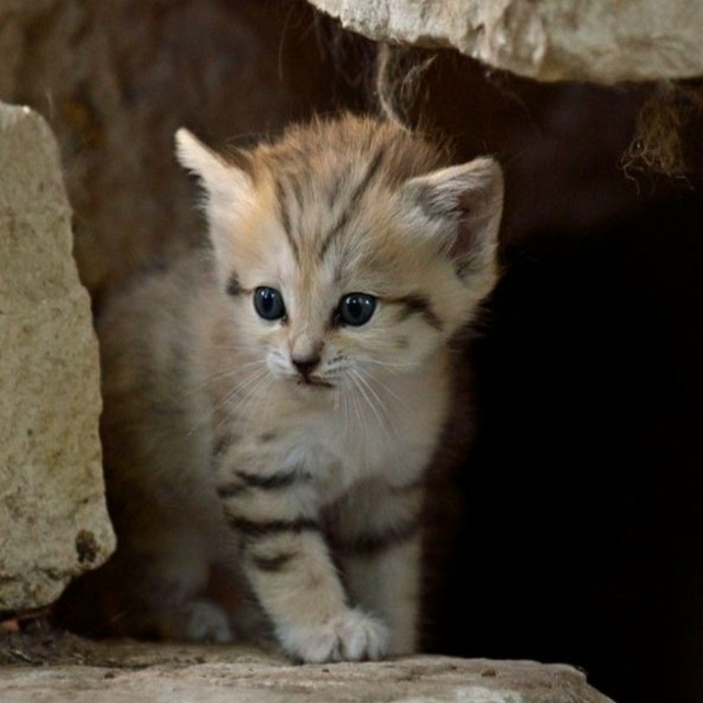 Песчаные котики — это самые маленькие дикие кошки, кот...