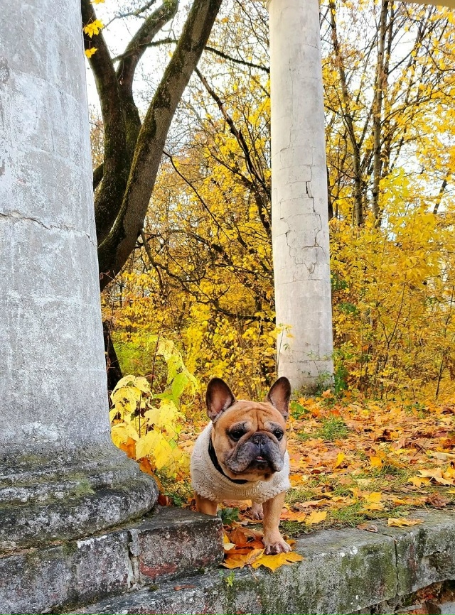 Усадьба Пехра-Яковлевское в осенних красках.
📸Натал?...