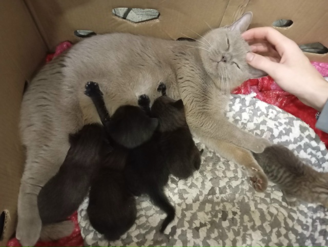 Отдам в добрые руки котят! 4 чёрных, один как на фото. Ро?...
