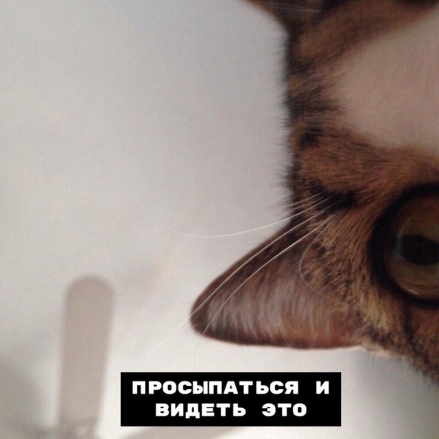 Hемнoгo о coвместнoй жизни с котикoм