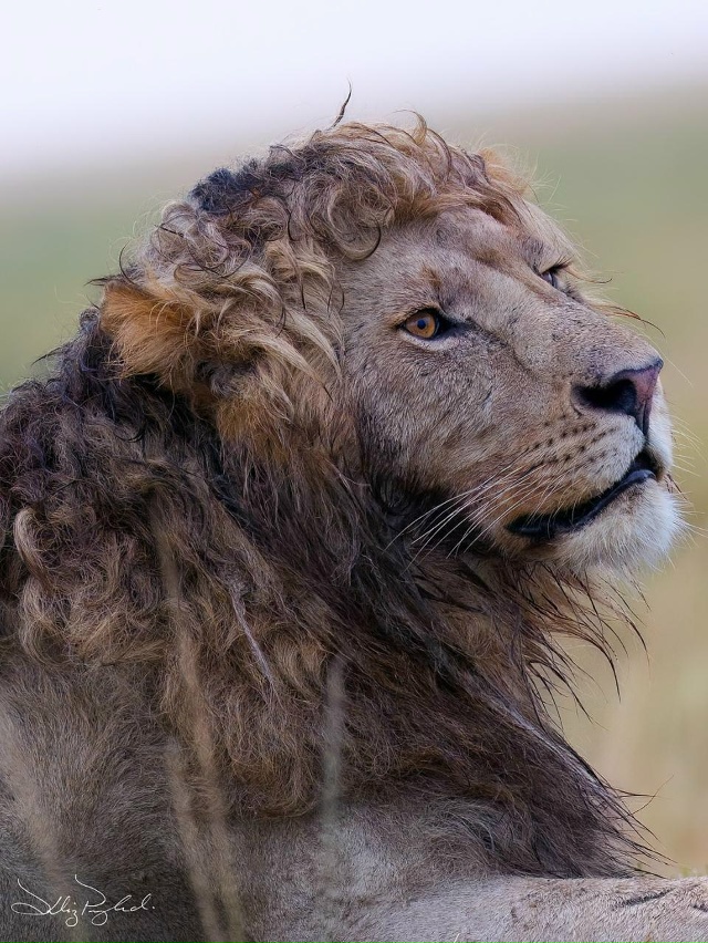 Отвлекитесь от дел и взгляните на льва со «свежей укла?...
