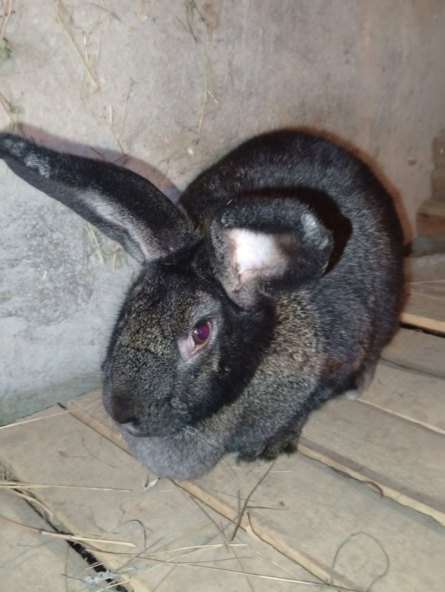 Продам двух крольчих и крола колифорнейской породы и ш...