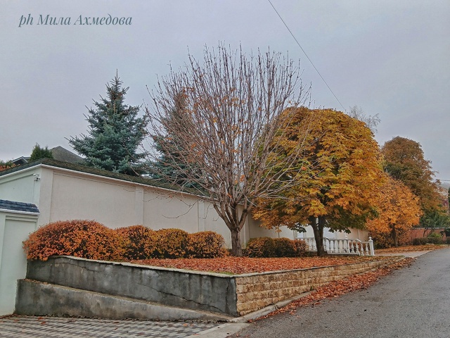 Осен, туманы в городе.
Последние краски осени.🎨
Тихо и...