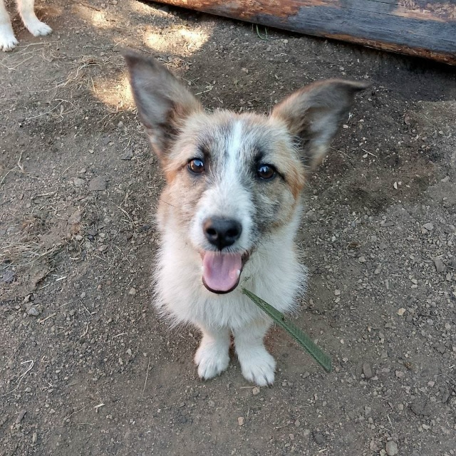 г. Бородино.
Отдаются в добрые руки собачки разного воз...