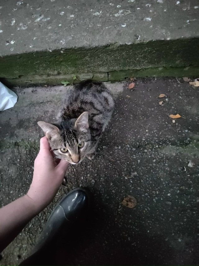 🆘Санкт-Петербург!🆘 СРОЧНО!🆘
Мальчик Гаврюша ищет до...