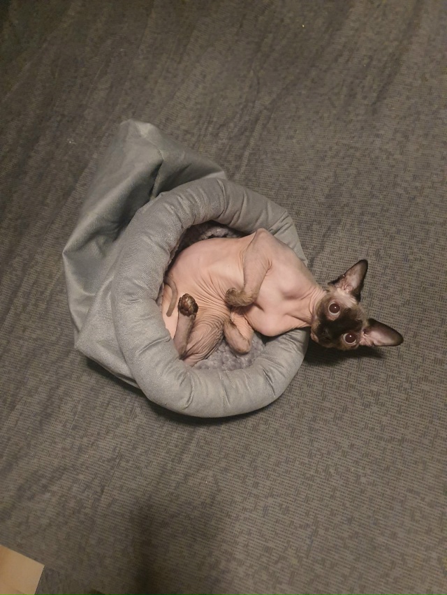 Кошка в гандошке🤌 преобрели на зиму Ушану мешок, что б...