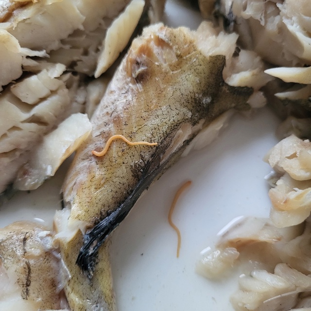 Очень вкусный минтай с червями в Магните в дом быта.